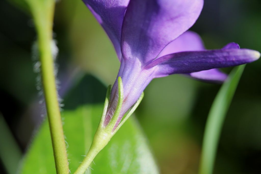 Vinca major / Pervinca maggiore